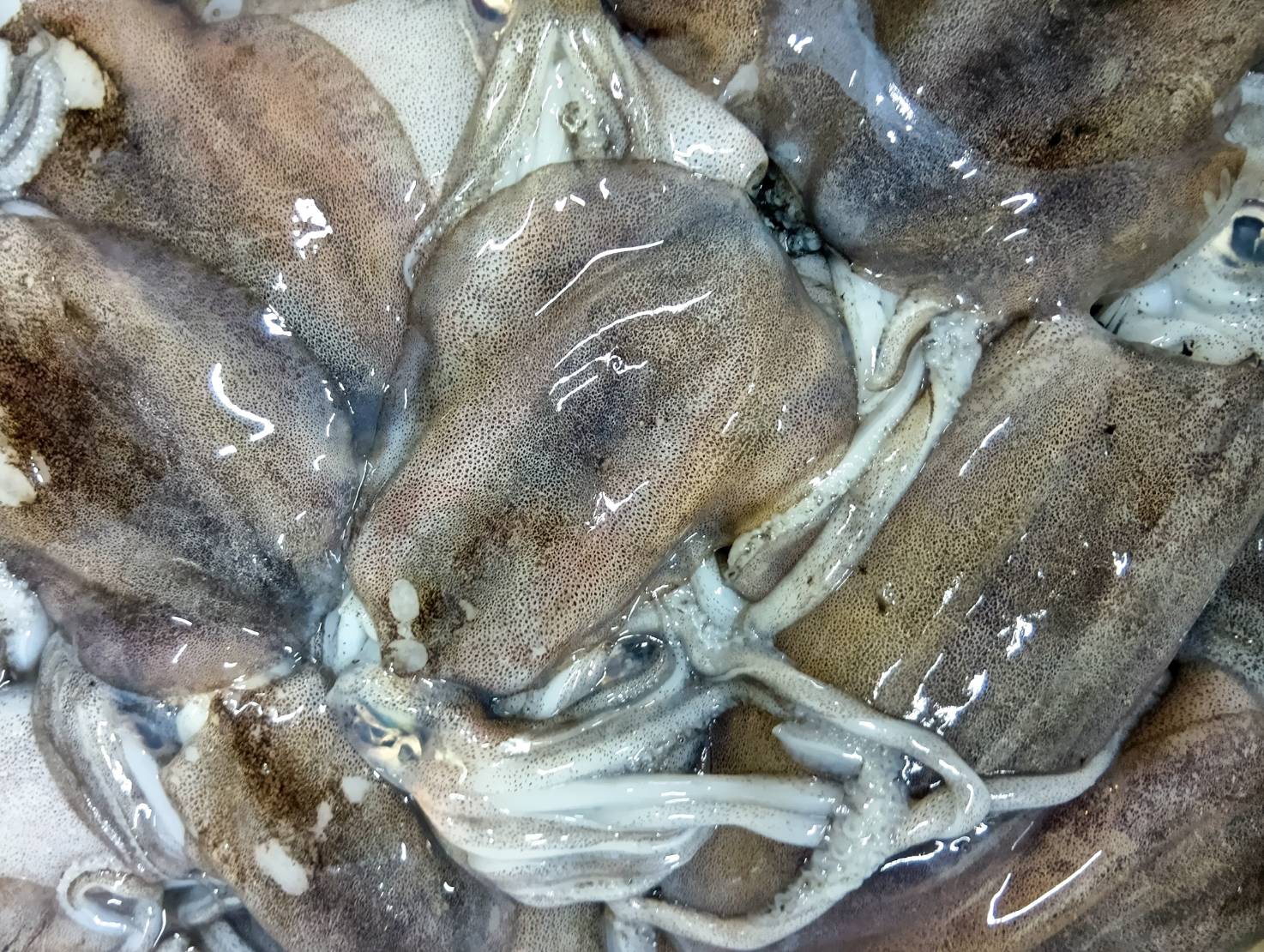 【魚匠の一夜干し】最高級・山口産あおりいか