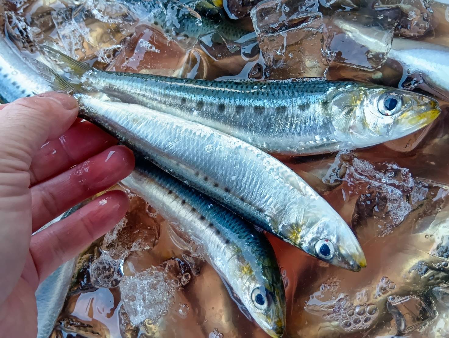 【魚匠の逸品】湾内いわしの梅煮