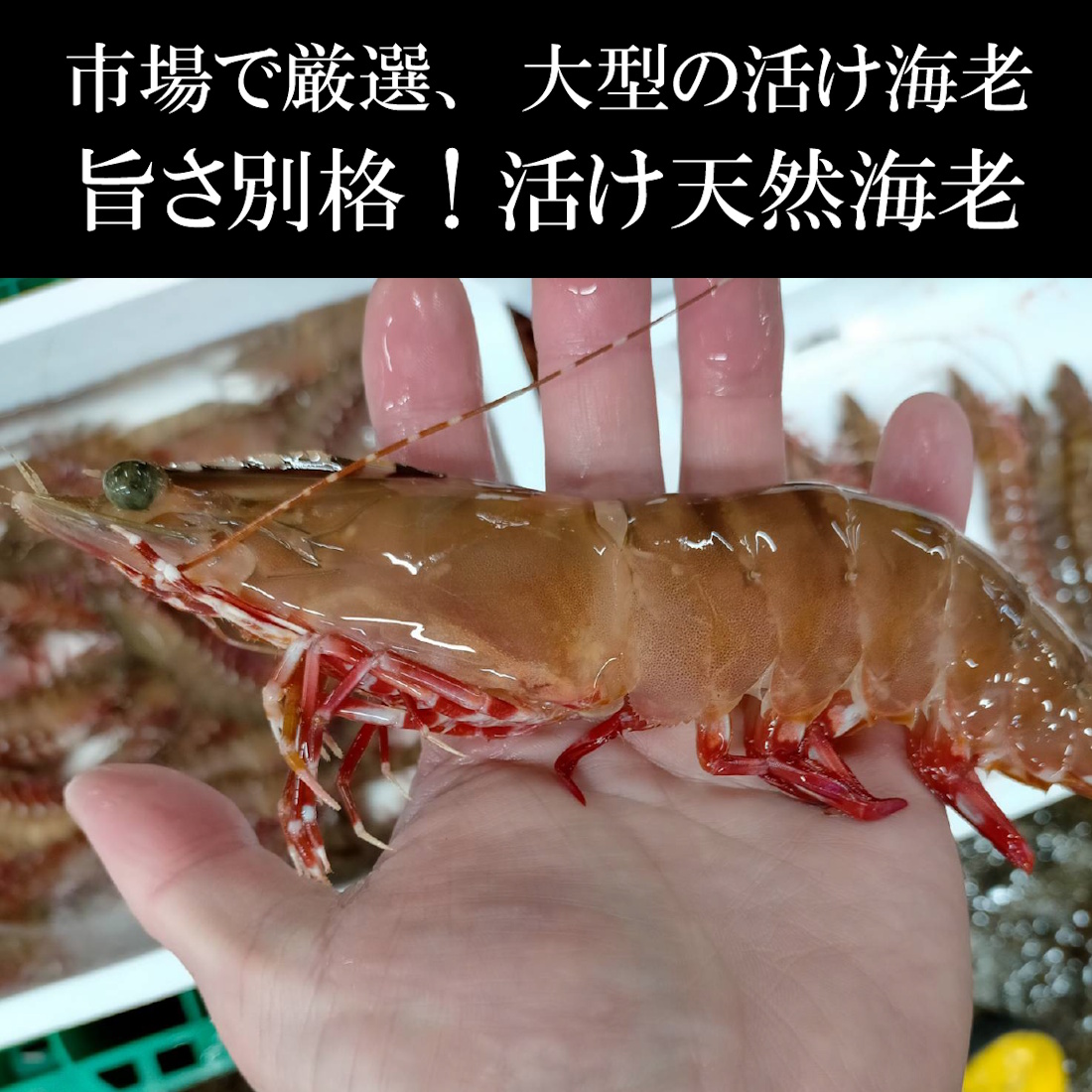 【魚匠の味噌漬け】くま海老（2尾）