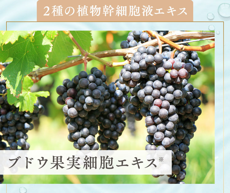 2種の植物幹細胞液エキス