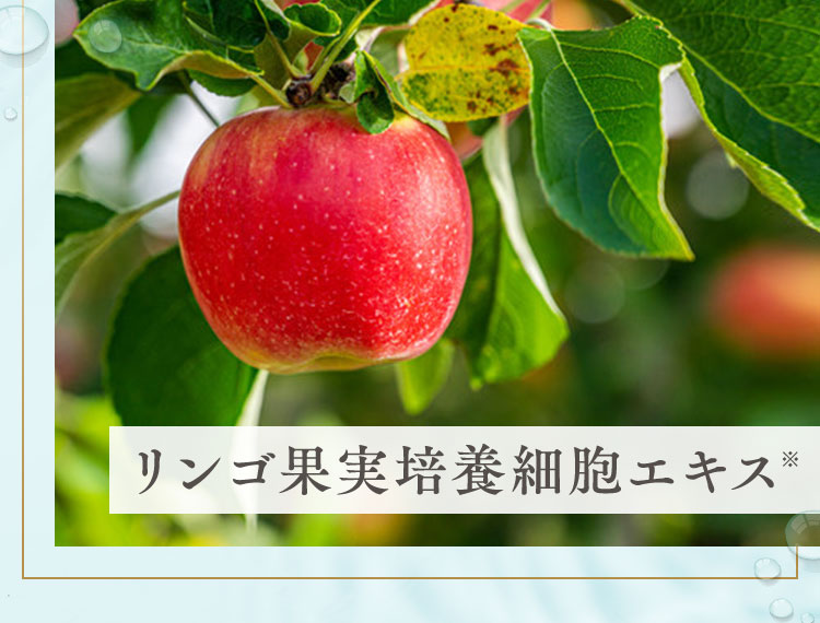 リンゴ果実培養細胞エキス