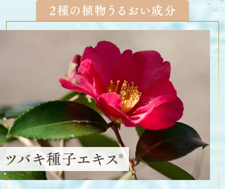 ツバキ種子エキス