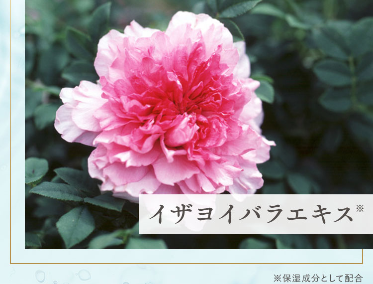 イザヨイバラエキス