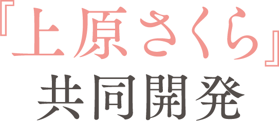 『上原さくら』共同開発