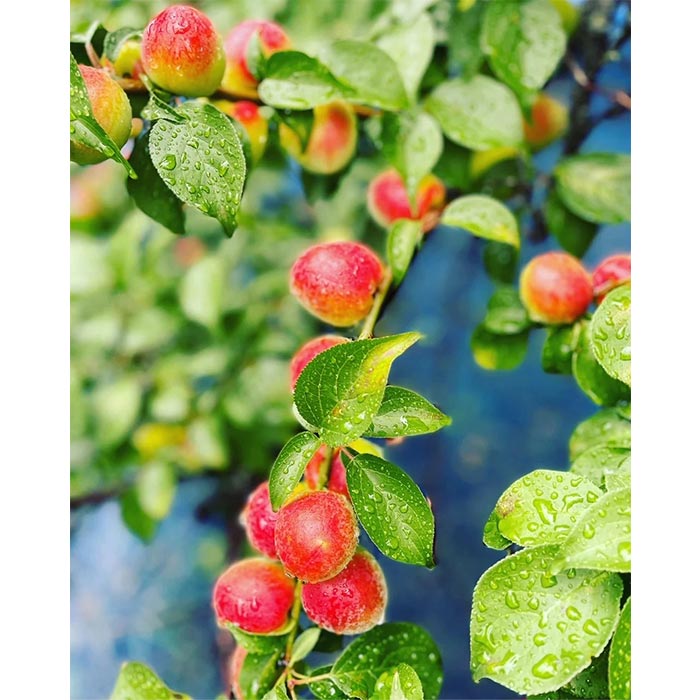 【訳あり・大容量】愛須食品 和歌山県産 紀州南高梅 梅干家あいす 鹿児島県産かつお節使用 かつお梅干し 2.25kg 