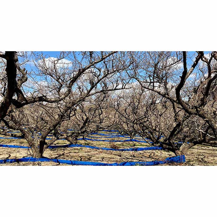 【訳あり・大容量】愛須食品 和歌山県産 紀州南高梅 梅干家あいす 鹿児島県産かつお節使用 かつお梅干し 750g 