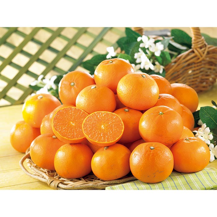 【訳あり】一品一会 愛媛県産 露地せとか 3.0kg前後 1箱：3.0kg前後（9~17玉）