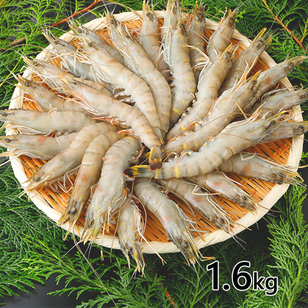 有頭ブラックタイガー 1.6kg（62尾入）：800g（31尾入）×2箱