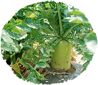 『ほまれ農園』の無農薬野菜から学ぶ