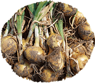 『ほまれ農園』の無農薬野菜から学ぶ