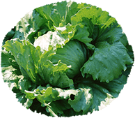 『ほまれ農園』の無農薬野菜から学ぶ