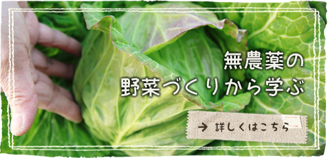無農薬の野菜づくりから学ぶ