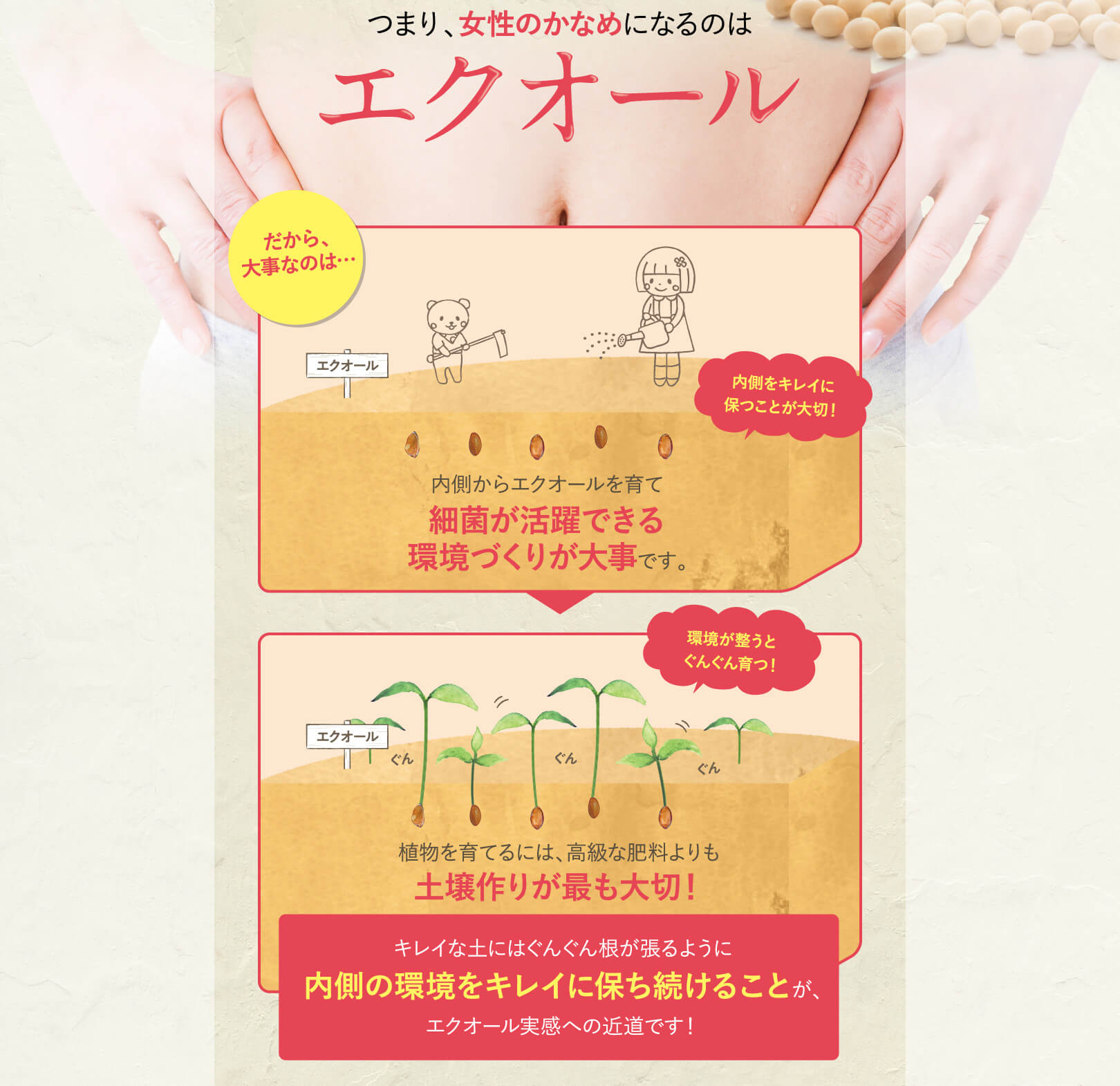 解説：かなめはエクオール