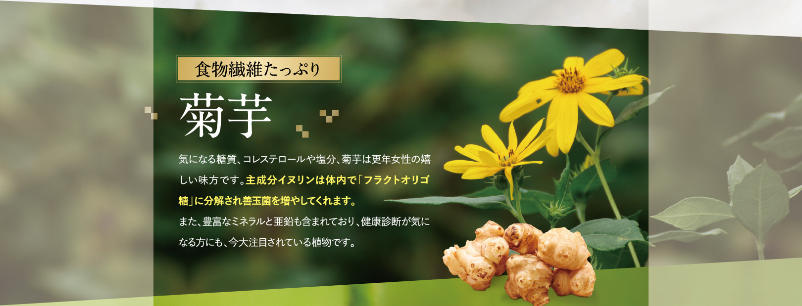 成分：菊芋（イヌリン含有）