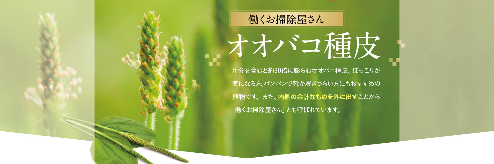 成分：オオバコ種皮