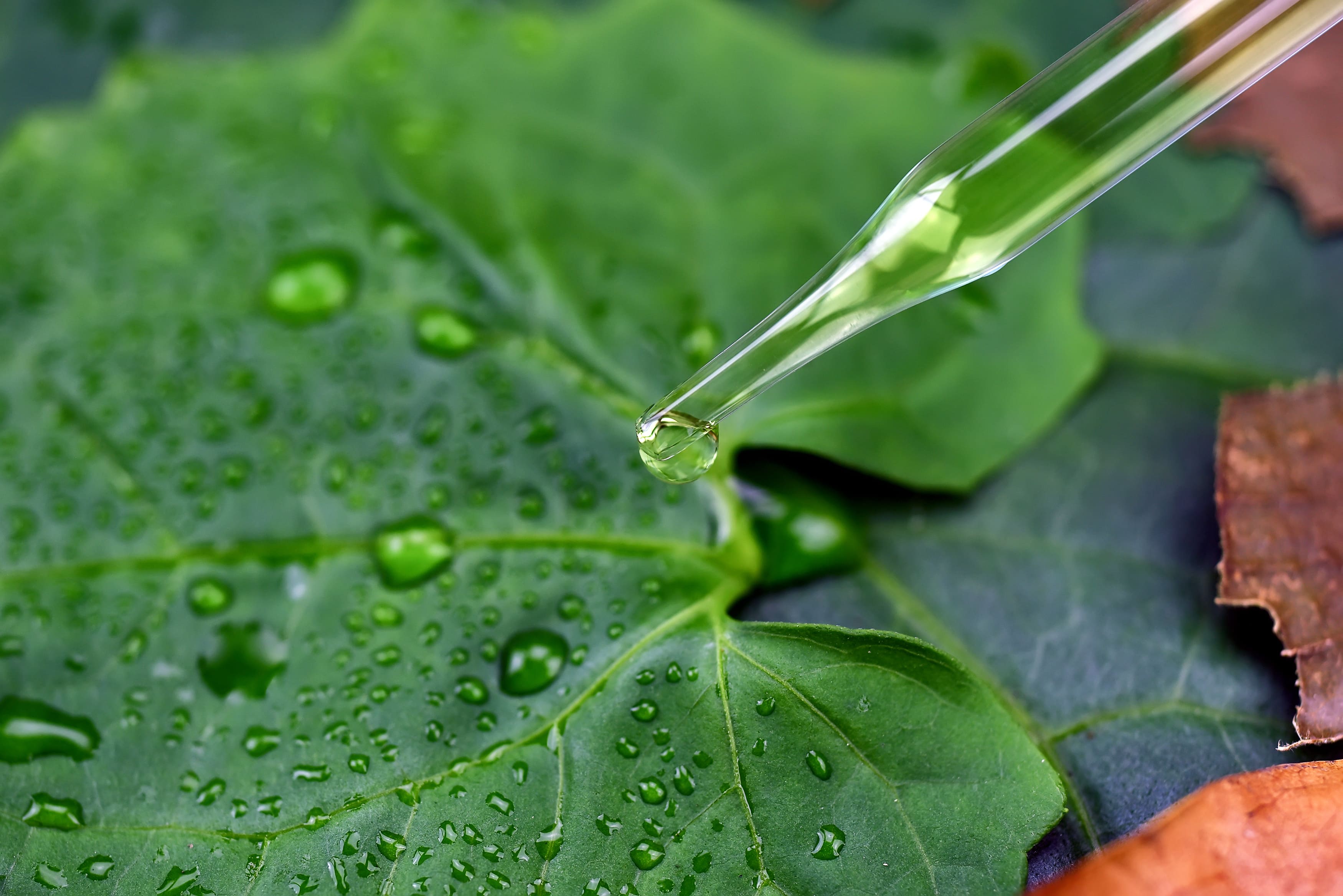 “シカ”成分とは？肌荒れ・赤みへの効果を解説