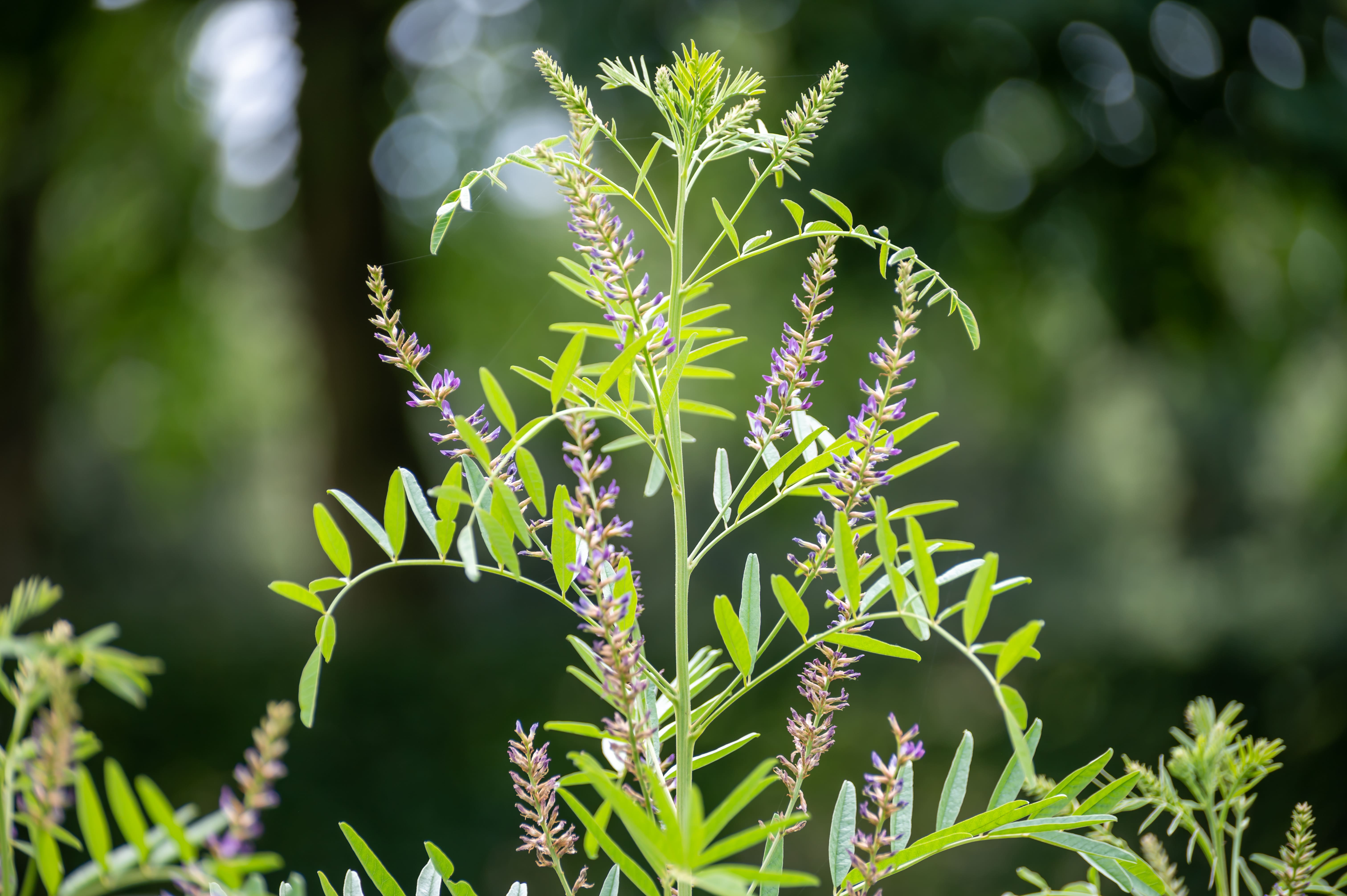 日焼け後の赤みに効果的な成分