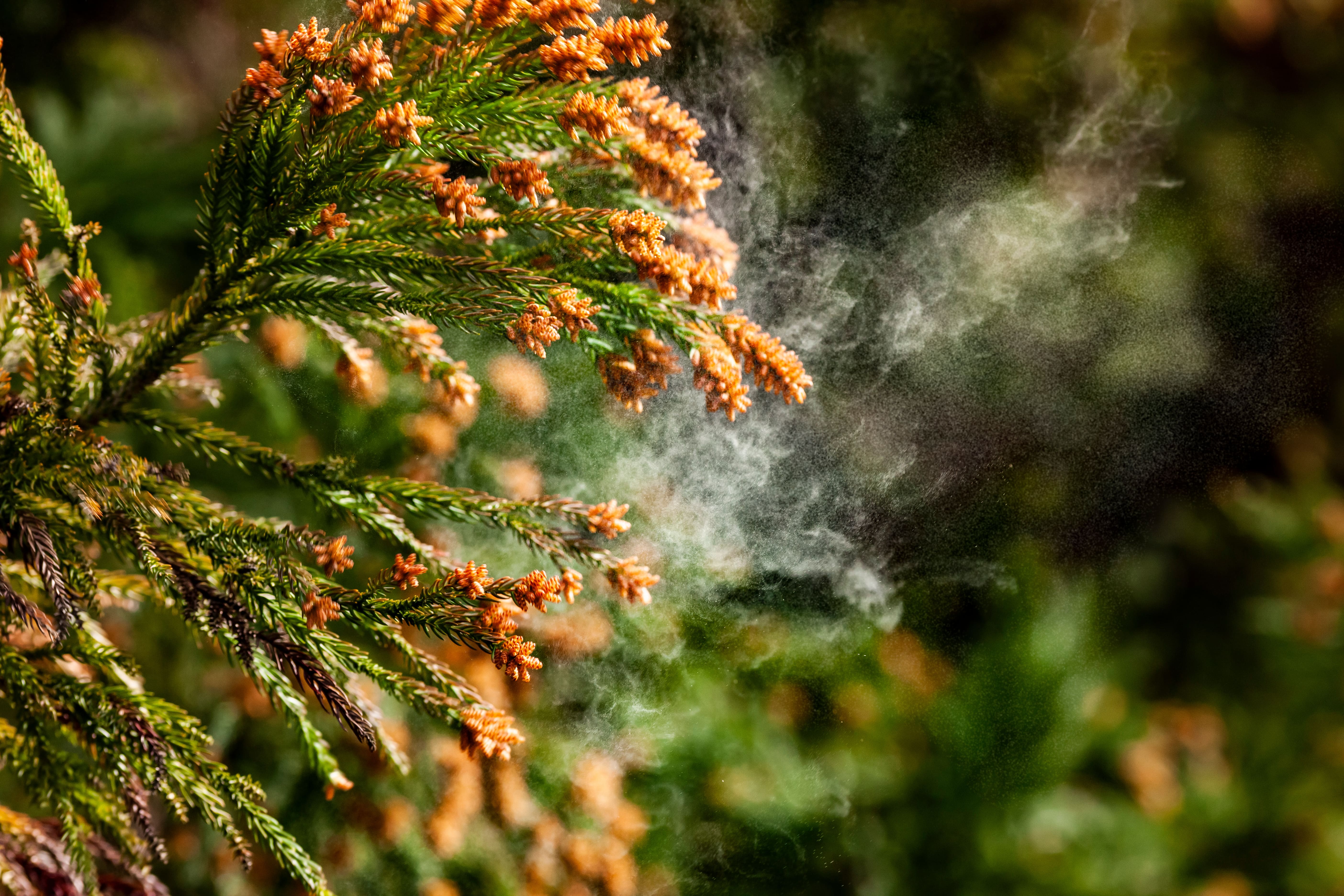 花粉の季節に肌がピリピリ…肌荒れを防ぐスキンケア法とは？