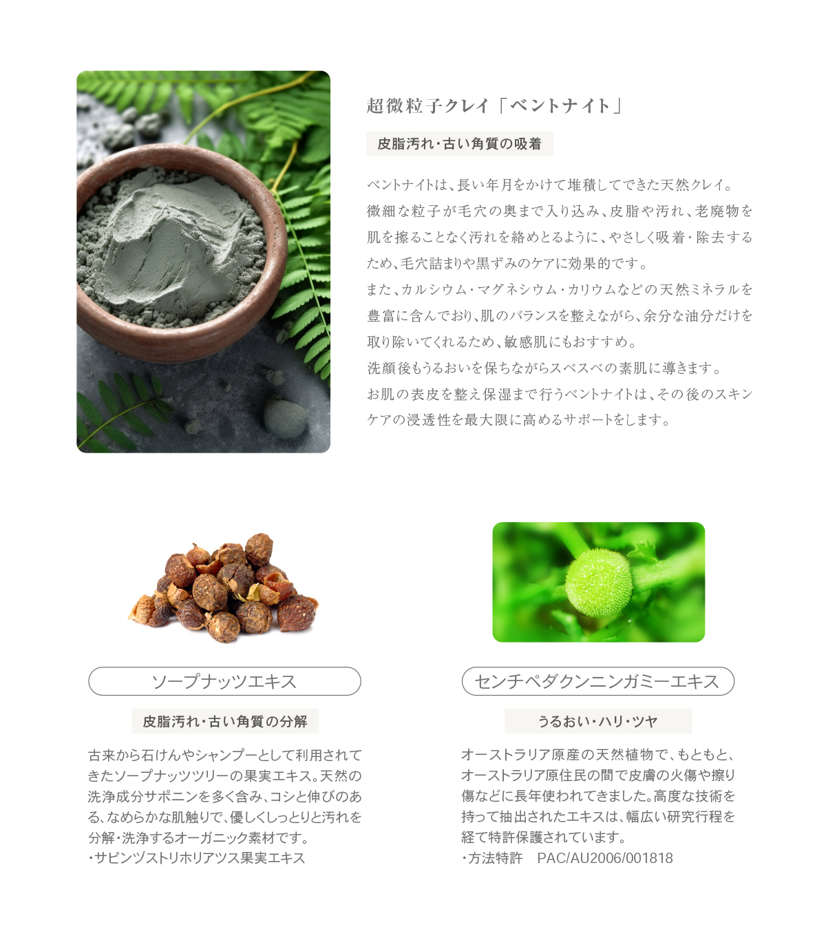 ベントナイトは、長い年月をかけて堆積してできた天然クレイ。微細な粒子が毛穴の奥まで入り込み、皮脂や汚れ、老廃物を 肌を擦ることなく汚れを絡めとるように、やさしく吸着・除去するため、毛穴詰まりや黒ずみのケアに効果的です。また、カルシウム・マグネシウム・カリウムなどの天然ミネラルを豊富に含んでおり、肌のバランスを整えながら、余分な油分だけを取り除いてくれるため、敏感肌にもおすすめ。洗顔後もうるおいを保ちながらスベスベの素肌に導きます。お肌の表皮を整え保湿まで行うベントナイトは、その後のスキンケアの浸透性を最大限に高めるサポートをします。古来から石けんやシャンプーとして利用されてきたソープナッツツリーの果実エキス。天然の洗浄成分サポニンを多く含み、コシと伸びのある、なめらかな肌触りで、優しくしっとりと汚れを分解・洗浄するオーガニック素材です。サピンヅストリホリアツス果実エキス
センチペダクンニンガミーエキスはオーストラリア原産の天然植物で、もともと、オーストラリア原住民の間で皮膚の火傷や擦り傷などに長年使われてきました。高度な技術を持って抽出されたエキスは、 幅広い研究行程を経て特許保護されています。方法特許 PAC/AU2006/001818
