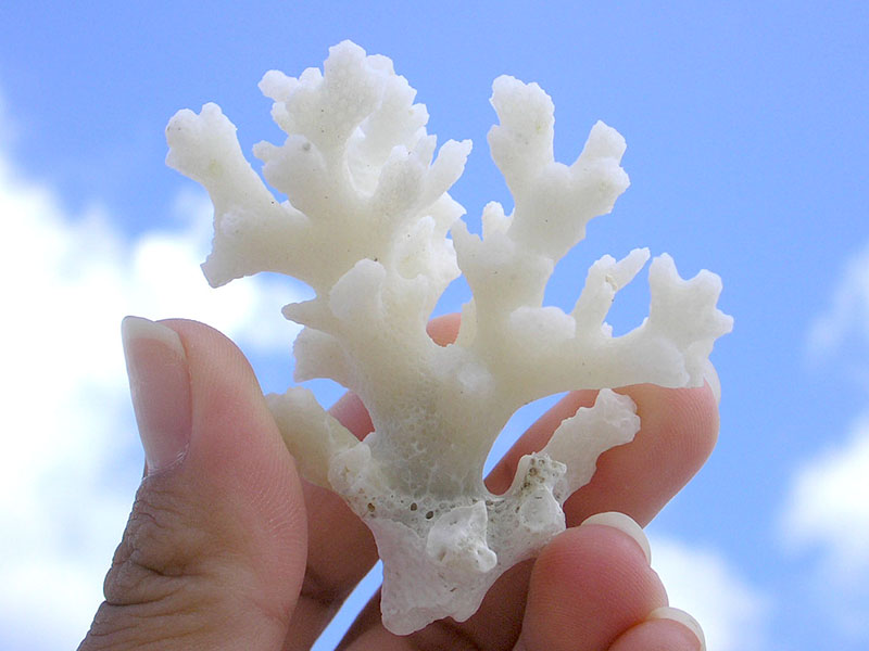 然プラス さんごでUV