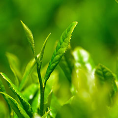 美容成分茶葉
