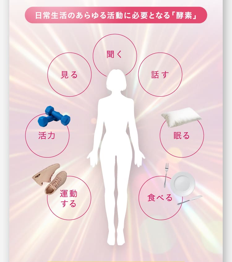 日常生活のあらゆる活動に必要となる「酵素」