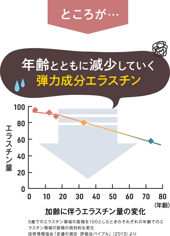 年齢とともに減少していく弾力成分エラスチン