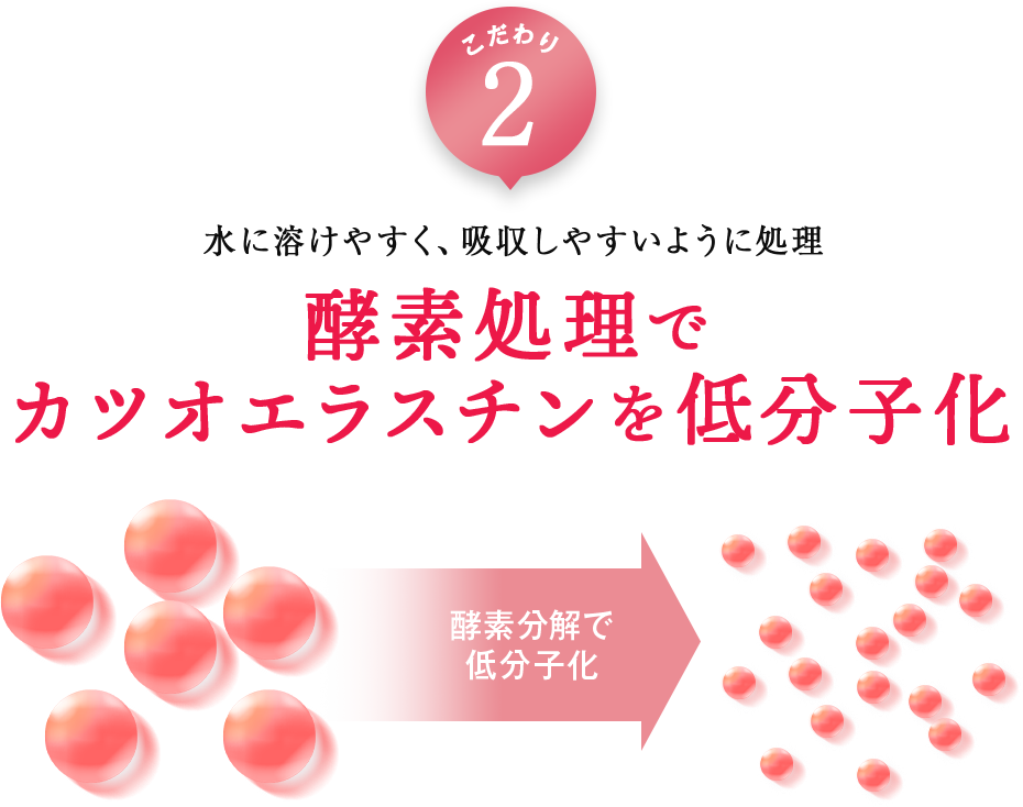 こだわり2 酵素処理でカツオエラスチンを低分子化