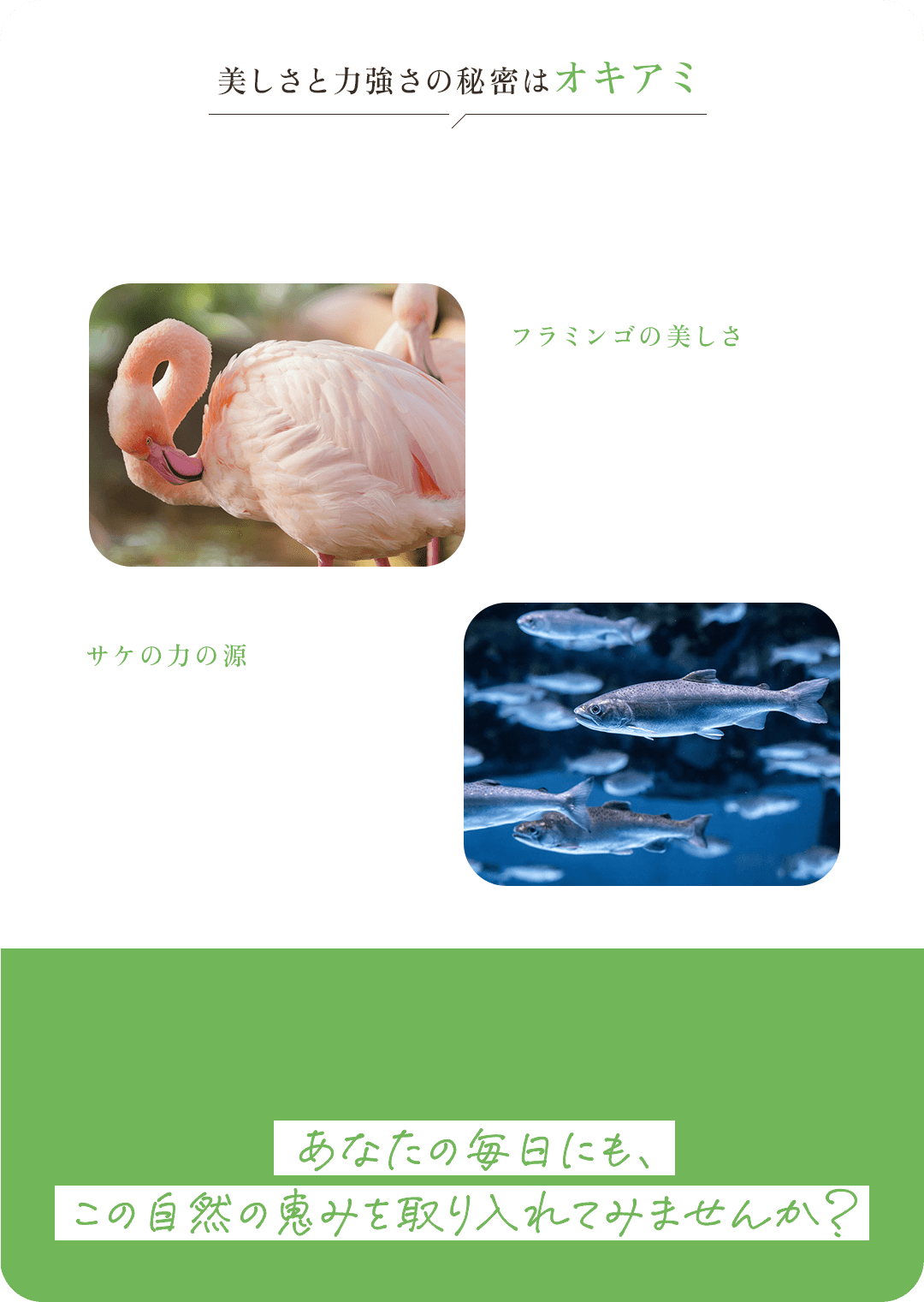 美しさと力強さの秘密はオキアミ