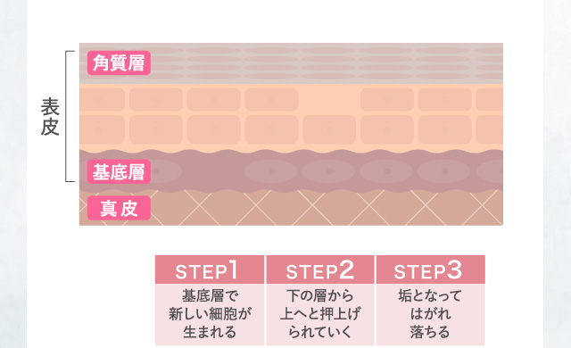 約4週間目 約6週間目