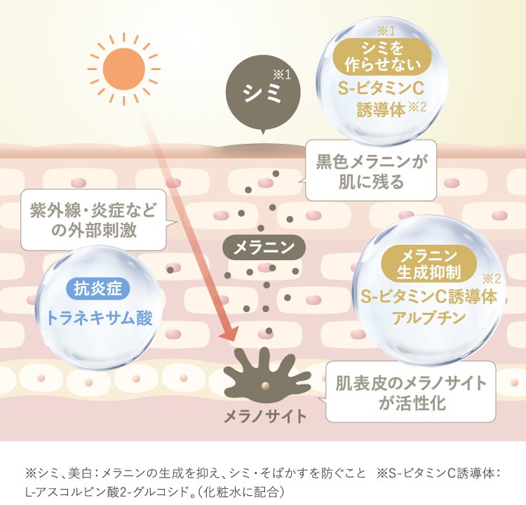 メラニンの生成を抑える仕組みの図