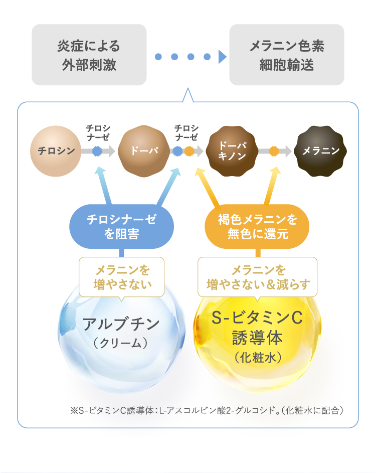 アルブチンとS-ビタミンC誘導体の図