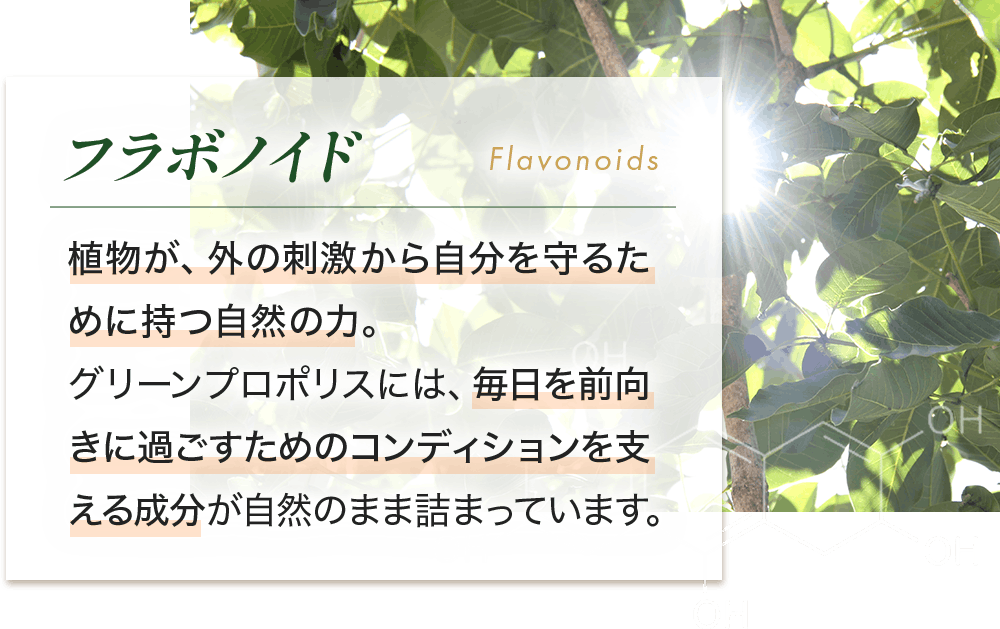 フラボノイド 植物が、外の刺激から自分を守るために持つ自然の力。グリーンプロポリスには、毎日を前向きに過ごすためのコンディションを支える成分が自然のまま詰まっています。