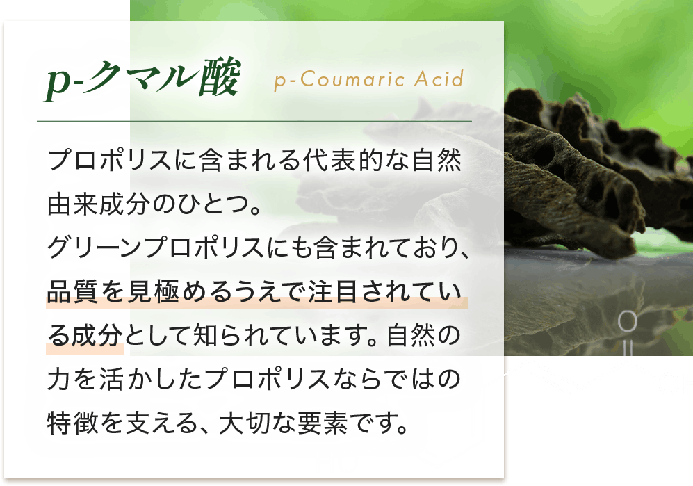 p-クマル酸 プロポリスに含まれる代表的な自然由来成分のひとつ。グリーンプロポリスにも含まれており、品質を見極めるうえで注目されている成分として知られています。自然の力を活かしたプロポリスならではの特徴を支える、大切な要素です。