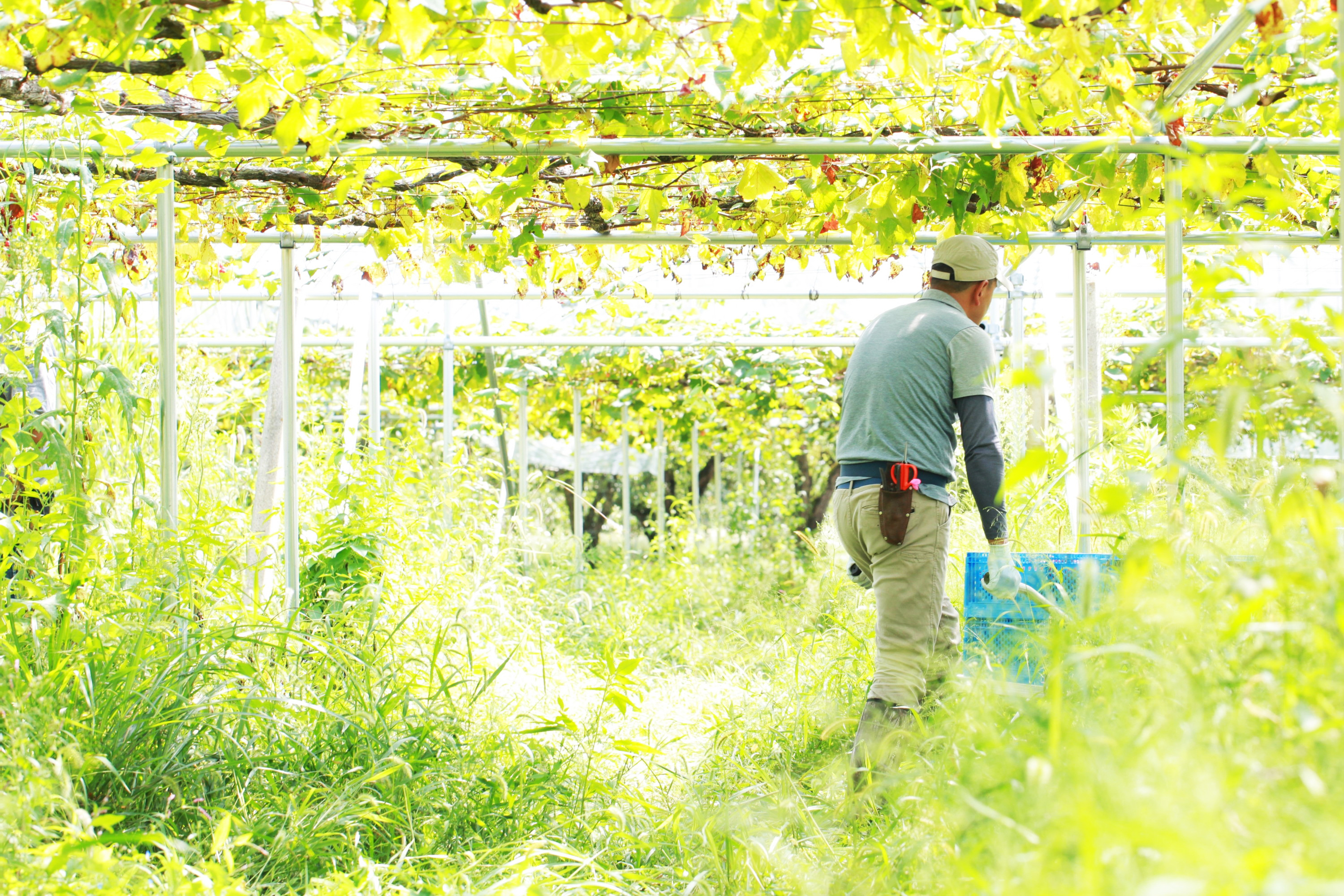 草花が育ついにしえの畑
