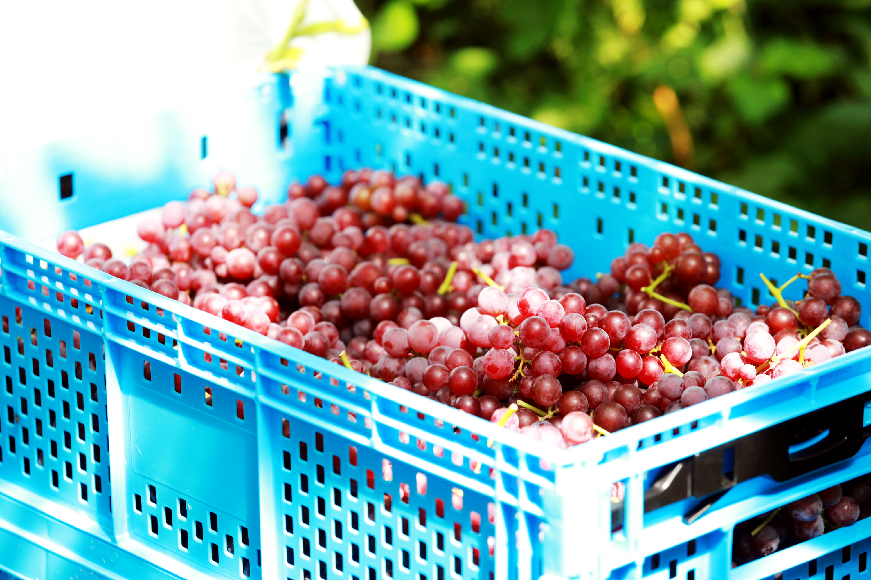 ぶどうジュース 500mL　ワイン用ぶどうでつくる100%ストレートジュース　山形県東根産デラウエア使用　添加物、農薬肥料不使用