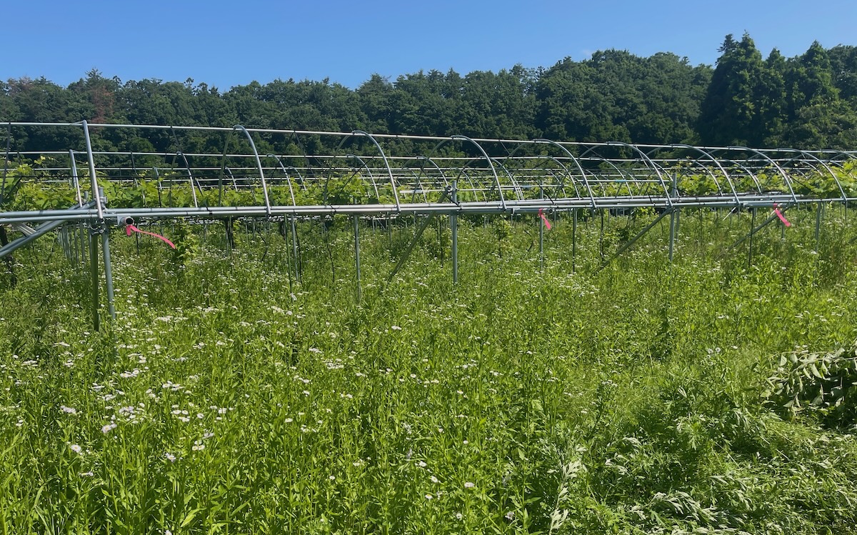 いにしえのぶどう畑の全景