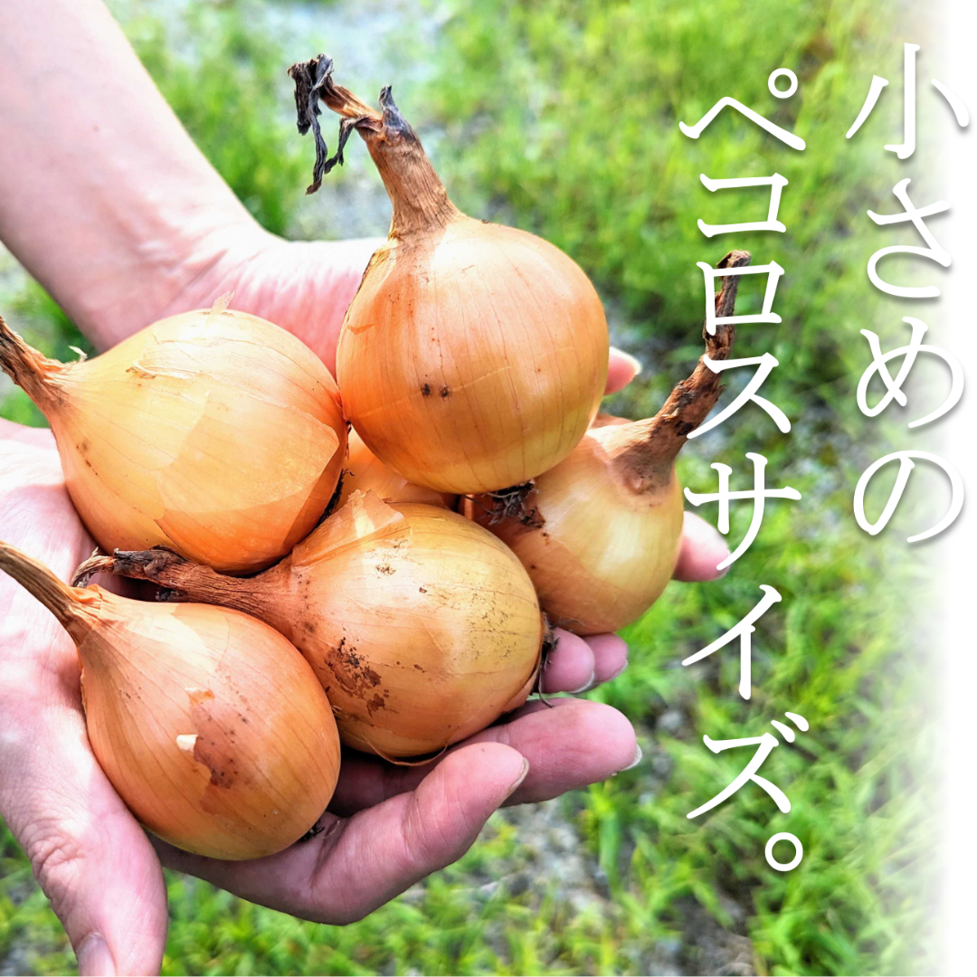 自然栽培『玉ねぎ』小玉サイズ【スーッと入る、喉ごしの良い野菜シリーズ】