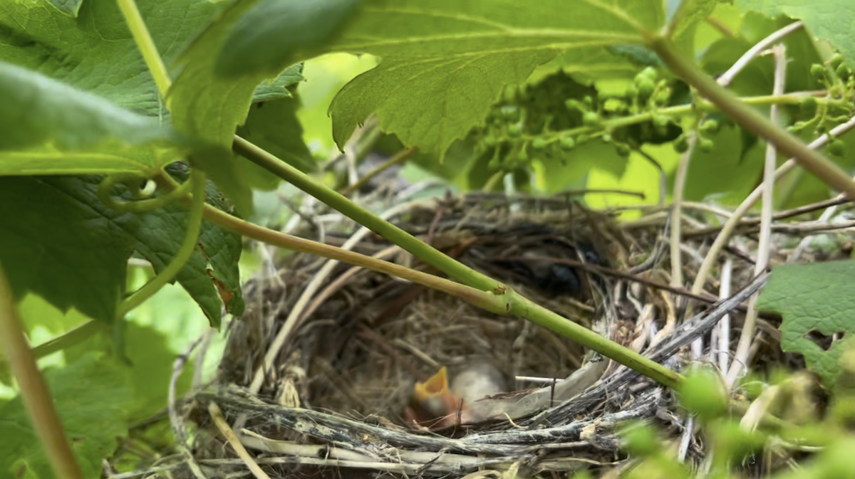 畑巣を作る鳥、巣では雛が鳴いている”>
      <figcaption class=