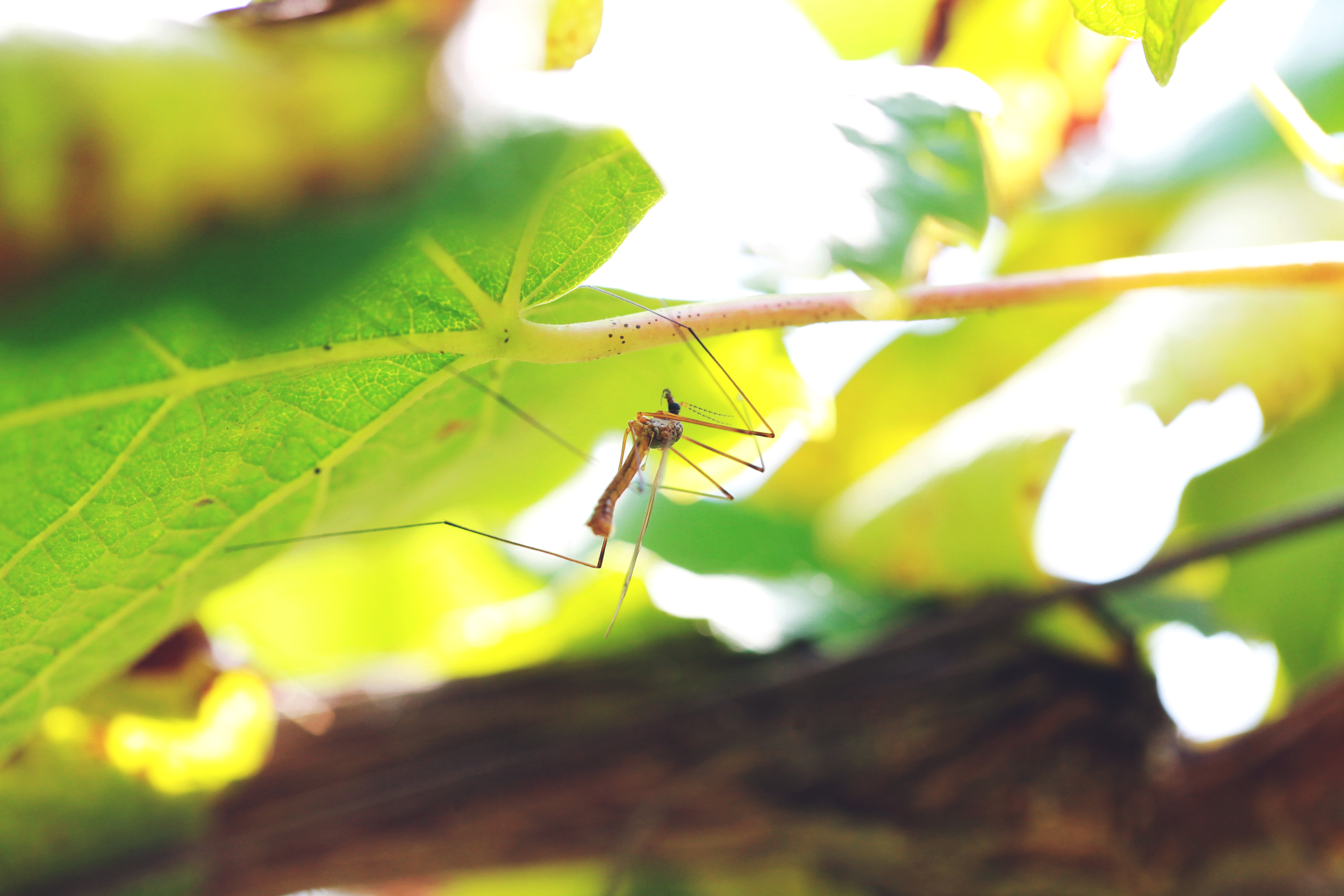 ぶどうジュース 500mL　ワイン用ぶどうでつくる100%ストレートジュース　山形県東根産デラウエア使用　添加物、農薬肥料不使用