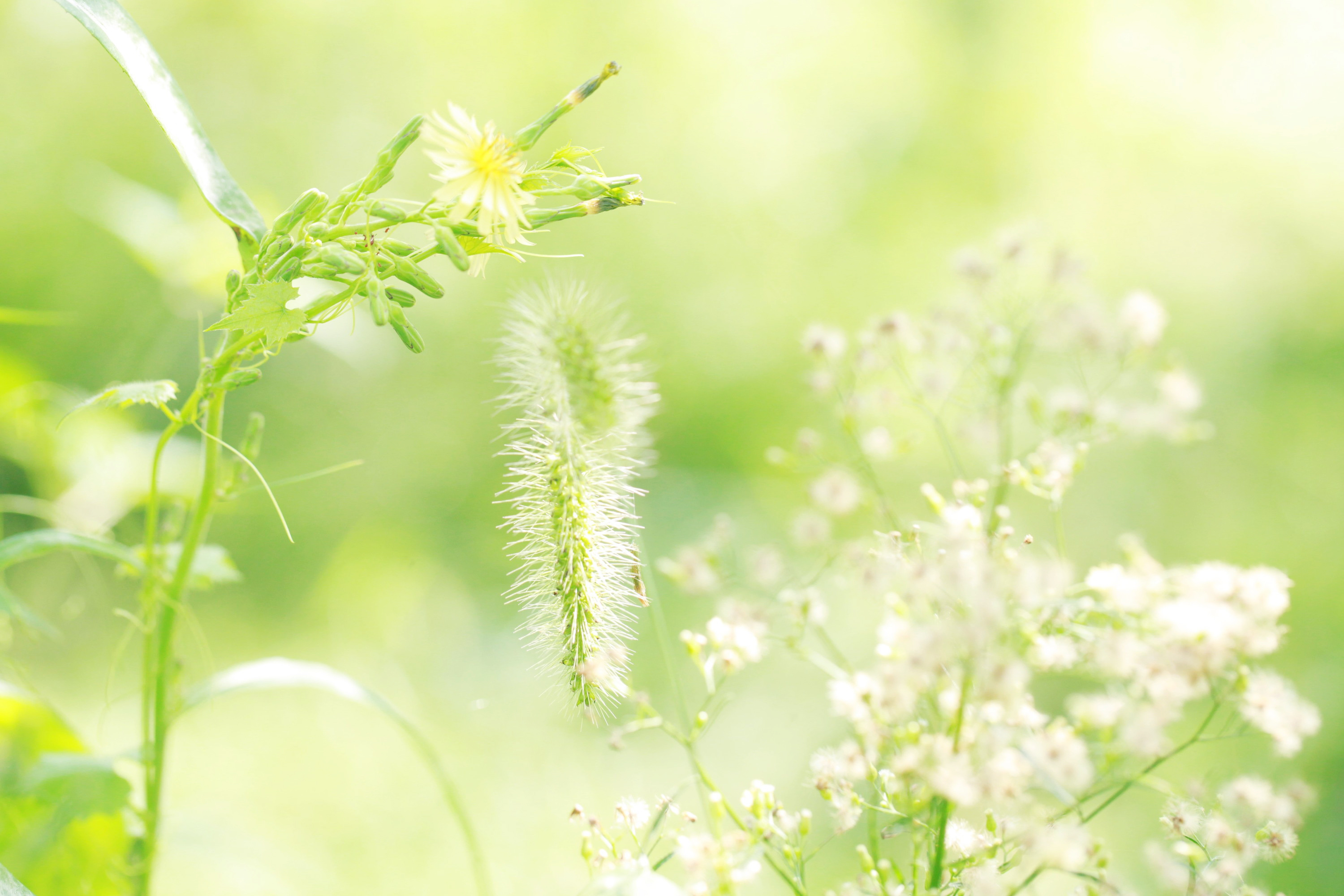 活気に満ちた畑