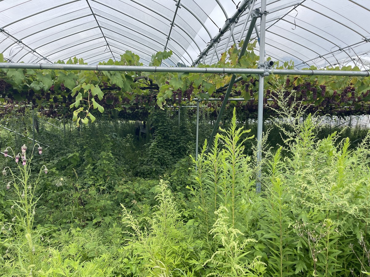 多様な草花が育つ畑