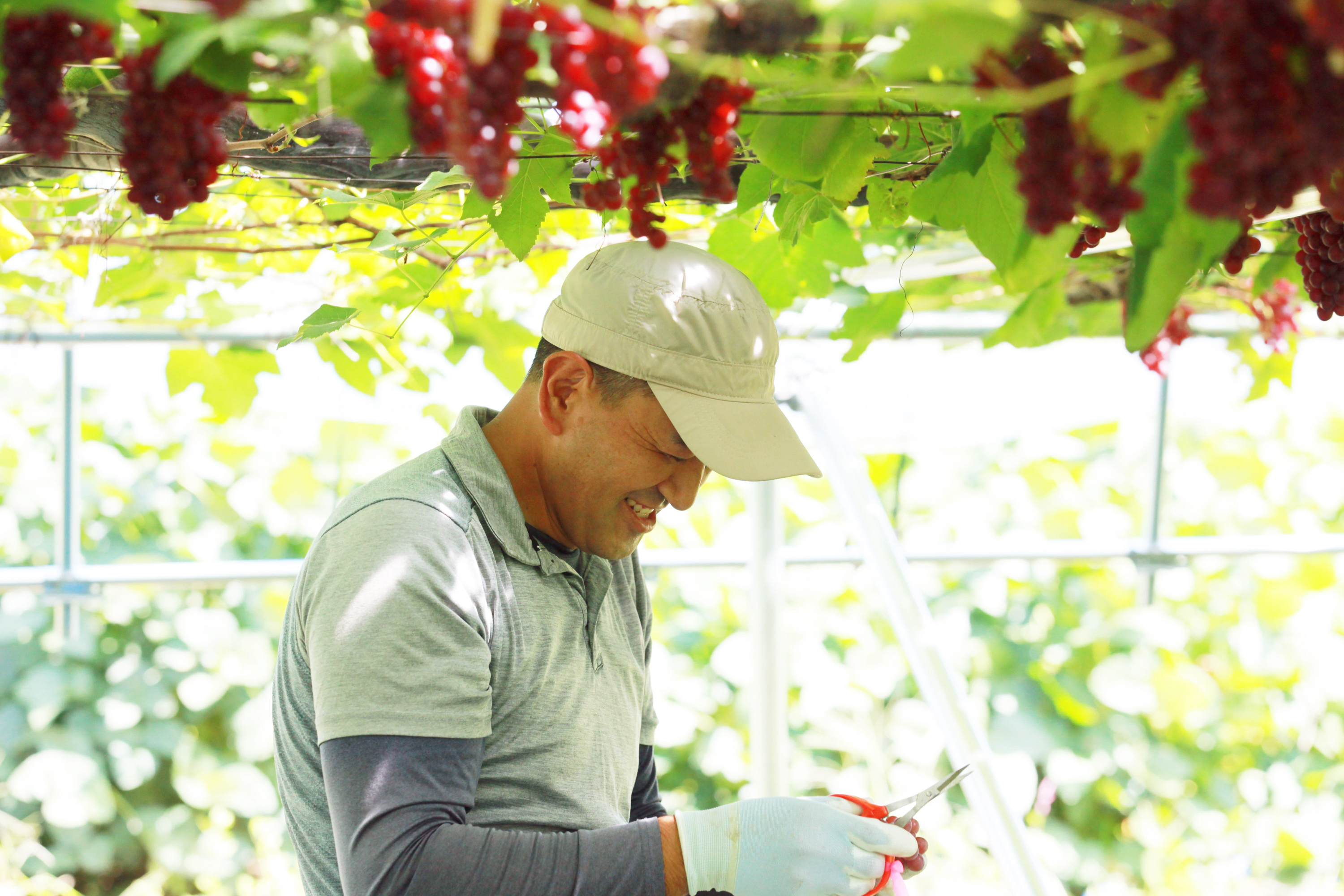 ぶどうジュース 500mL　ワイン用ぶどうでつくる100%ストレートジュース　山形県東根産デラウエア使用　添加物、農薬肥料不使用