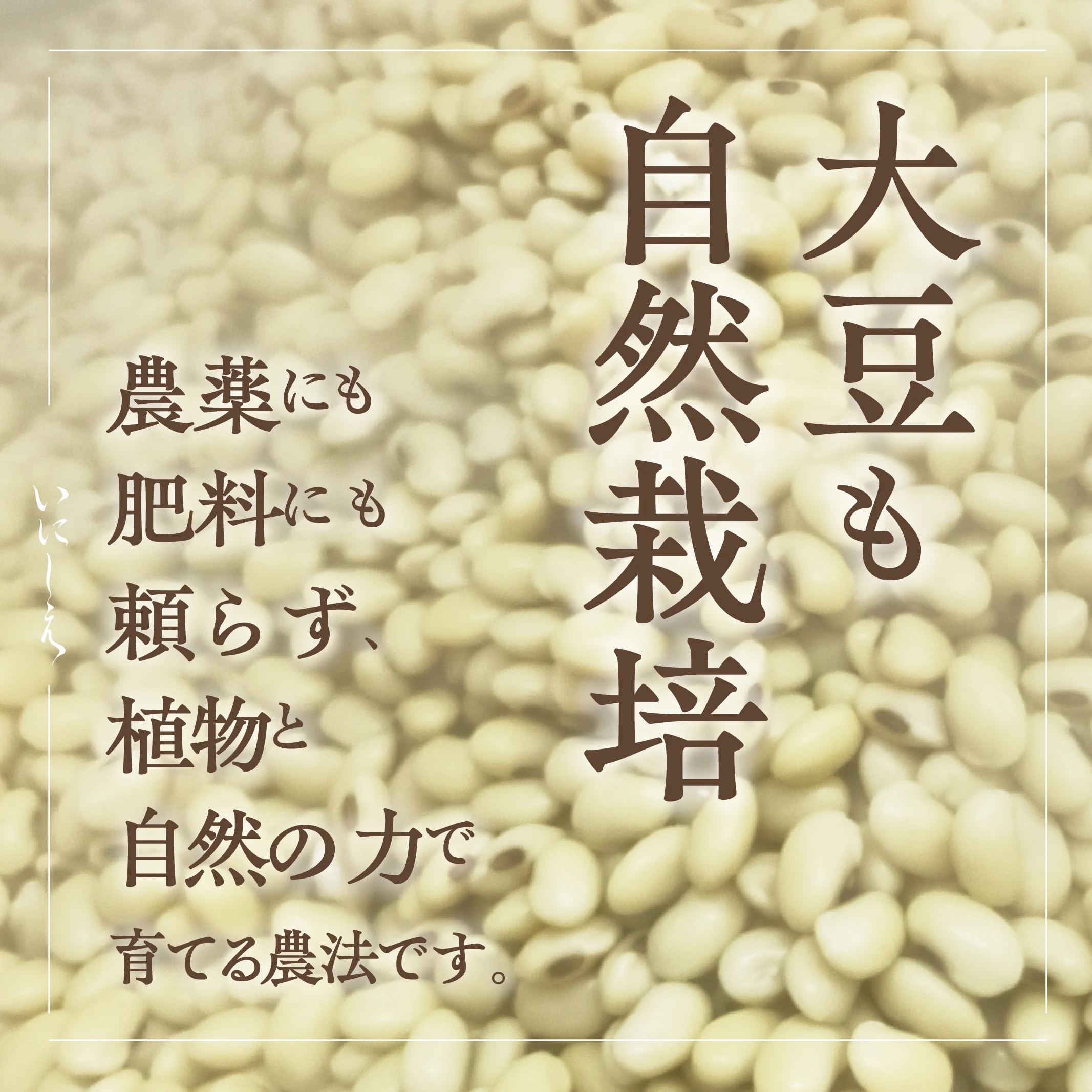 自然栽培大豆の冷凍納豆 秘伝豆｜100g大容量・大粒で甘みとコクを味わう納豆｜いにしえ公式 納豆の数: バラ（1個単位）