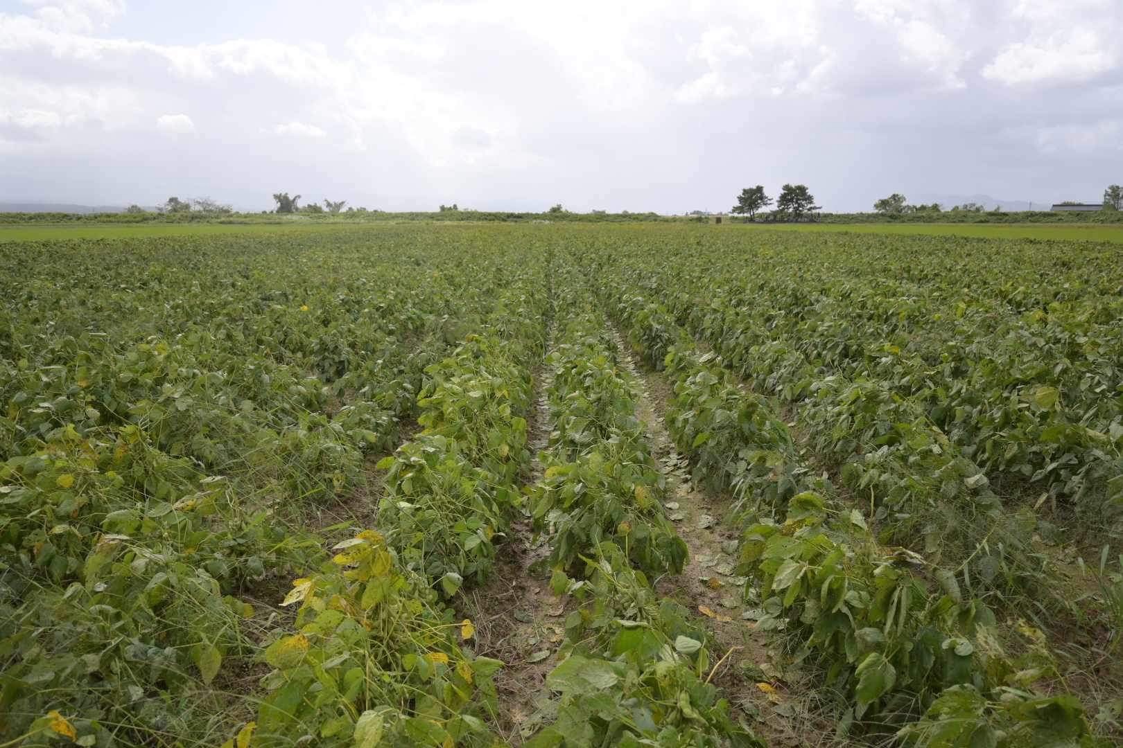 自然栽培の畑の風景