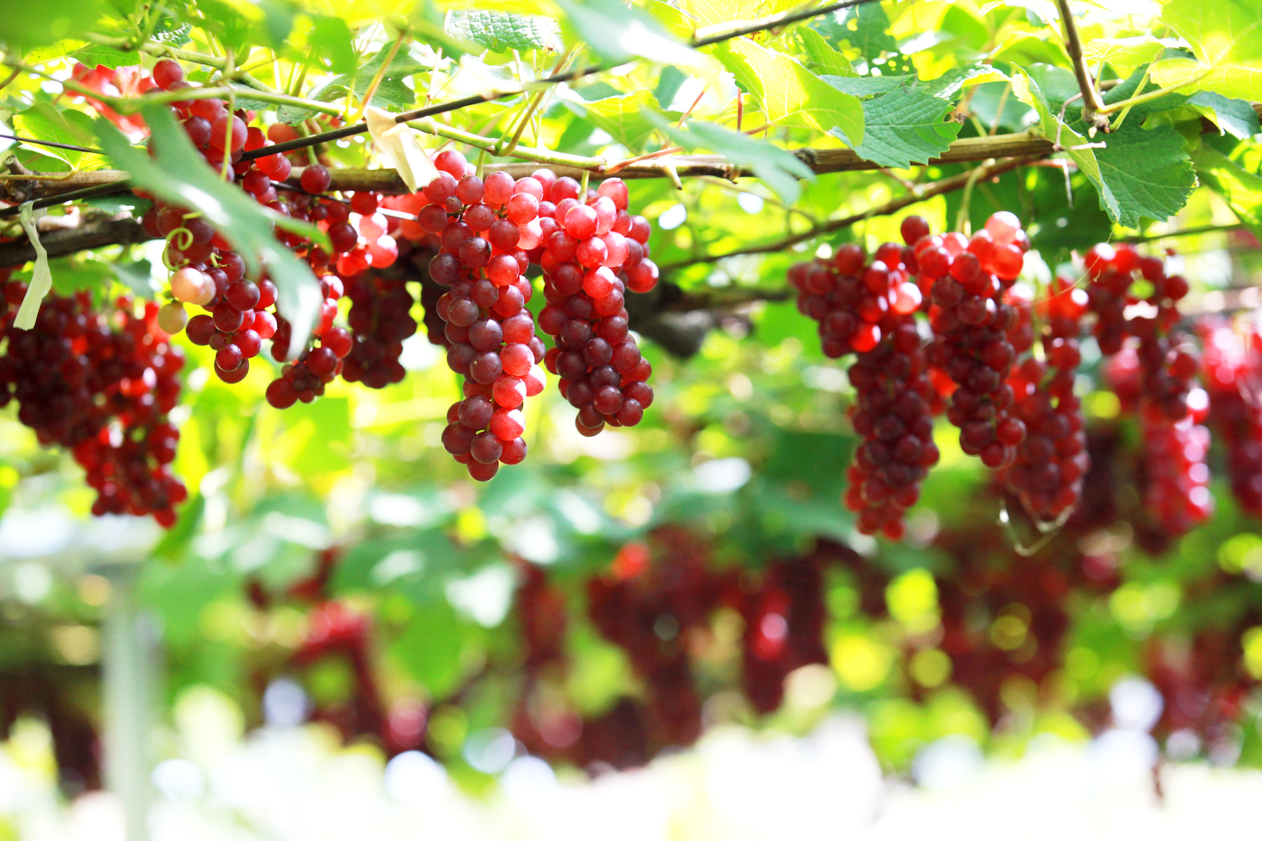 いにしえの畑で育つぶどう