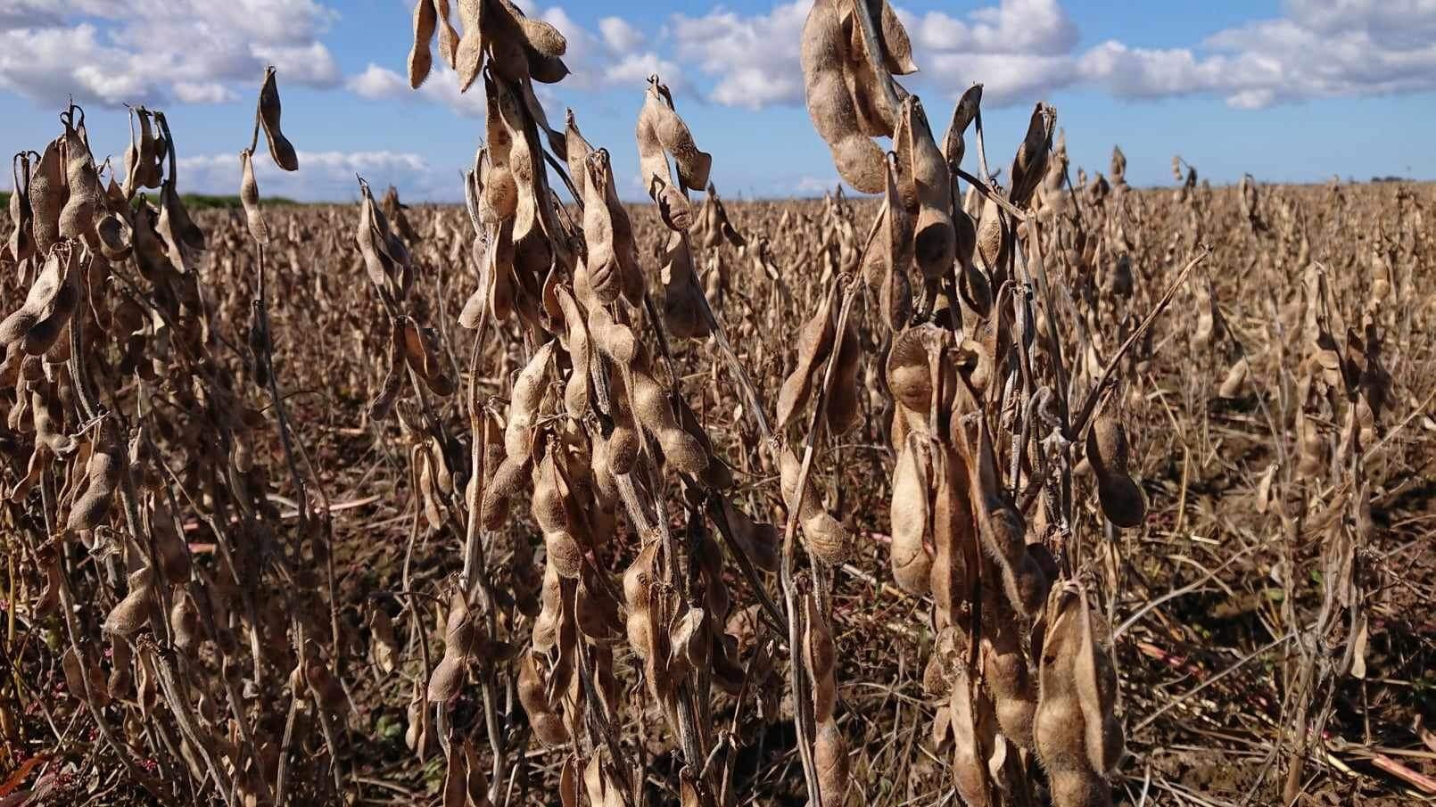 醤油 木桶2年熟成醤油 自然栽培丸大豆