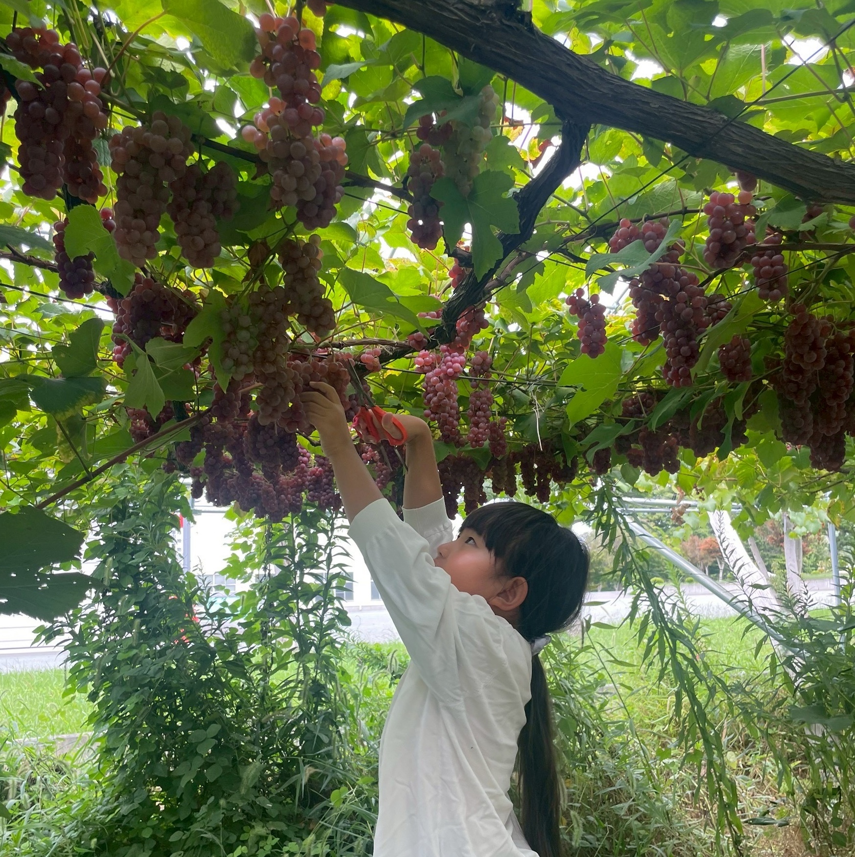 食べものは本来自然の中に実っているという未来の風景