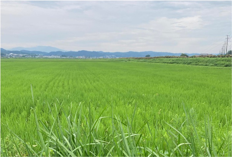 緑が広がる田んぼの写真（自然栽培の田んぼ）