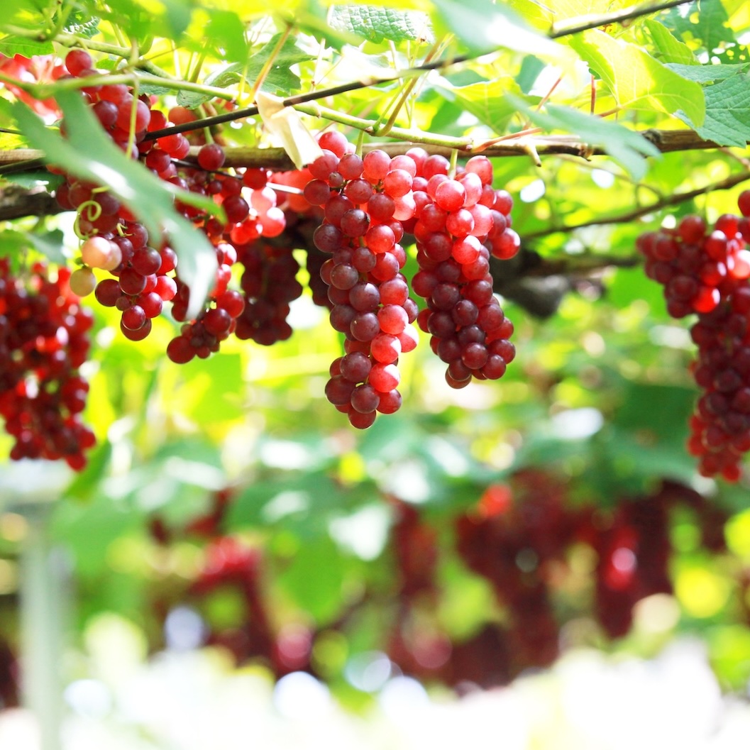 いにしえのぶどう畑